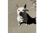 Adopt Sadie a Labrador Retriever / Akita / Mixed dog in Sioux City