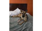 Adopt Gretel a Tan/Yellow/Fawn - with Black German Shepherd Dog / Mixed dog in