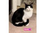 Adopt Sushi a Black & White or Tuxedo Domestic Shorthair (short coat) cat in