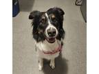Adopt Maddie a Australian Shepherd / Mixed dog in Poughkeepsie, NY (40869043)