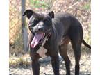 Adopt Stu a Pit Bull Terrier / Mixed dog in Napa, CA (41118738)