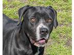 Adopt Bruce a Black - with White Boxer / Labrador Retriever / Mixed dog in