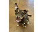 Adopt Clyde a Brown/Chocolate - with Tan Hound (Unknown Type) / Husky / Mixed