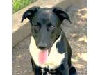 Adopt Ringo a Black - with White Labrador Retriever / Australian Shepherd /