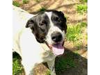 Adopt Bandito a White - with Black Australian Cattle Dog / Dalmatian / Mixed dog