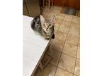 Adopt PEEWEE a Gray, Blue or Silver Tabby American Shorthair / Mixed (short