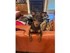 Adopt Bronx a Miniature Pinscher / Dachshund / Mixed dog in Scottsboro