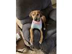 Adopt Toaster a Brown/Chocolate - with White Boxer / Hound (Unknown Type) /