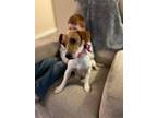 Adopt Pearl a Red/Golden/Orange/Chestnut - with White Dachshund / Jack Russell