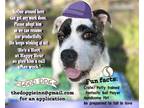 Adopt WishBone a White - with Black Patterdale Terrier (Fell Terrier) / Parson
