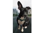 Adopt Bobby Socks a Black - with White Chiweenie / Dachshund / Mixed dog in