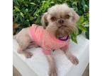 Adopt REMI a Brown/Chocolate Shih Tzu / Brussels Griffon / Mixed dog in Santa