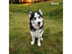Adopt Brock a Black Husky / Mixed Breed (Medium) / Mixed (short coat) dog in