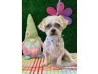 Adopt Reggie a White Shih Tzu / Mixed Breed (Medium) / Mixed (short coat) dog in