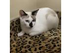 Adopt Ariana a White (Mostly) Siamese / Mixed (short coat) cat in Irvine