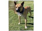 Adopt Mario a Brown/Chocolate German Shepherd Dog dog in Maryville