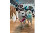 Adopt Whitney a White Jindo / Spitz (Unknown Type, Small) / Mixed dog in