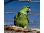 Adopt Harry a Amazon bird in Elizabeth, CO (41158045)