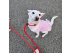 Adopt Milk a White Jindo / Mixed dog in Toronto, ON (41177738)