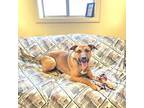 Adopt Branson a Brindle Mixed Breed (Medium) / Mixed Breed (Medium) / Mixed