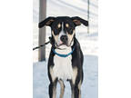 Adopt Iggy a Black American Pit Bull Terrier / Mixed Breed (Medium) / Mixed
