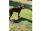 Adopt Buster a Red/Golden/Orange/Chestnut American Staffordshire Terrier / Mixed