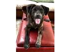 Adopt Tootsie a Brown/Chocolate - with Tan Australian Cattle Dog / Labrador