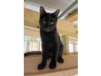 Adopt Gibbs a All Black American Shorthair (short coat) cat in Lakeland
