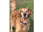 Adopt Turner a Red/Golden/Orange/Chestnut Golden Retriever / Mixed dog in