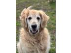 Adopt CJ a Red/Golden/Orange/Chestnut Golden Retriever / Mixed dog in