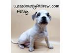 Adopt Penny a White - with Black American Staffordshire Terrier / American