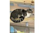 Adopt Bellamy a Gray, Blue or Silver Tabby American Shorthair (short coat) cat
