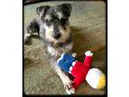 Adopt Chance a Gray/Blue/Silver/Salt & Pepper Miniature Schnauzer / Mixed dog in