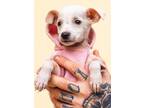 Adopt Mariah a White Greyhound / Whippet / Mixed dog in Toronto, ON (41177411)