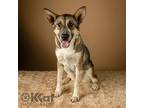 Adopt Nala a Shepherd (Unknown Type) / Australian Shepherd / Mixed dog in
