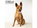 Adopt Spice a Red/Golden/Orange/Chestnut Miniature Pinscher / Mixed dog in