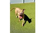 Adopt Barbie a Tan/Yellow/Fawn American Pit Bull Terrier / Mixed dog in Tampa