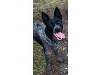 Adopt Birdie a Merle Blue Heeler / Mixed dog in Indianapolis, IN (41177288)