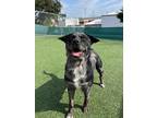 Adopt Snow White a Merle Mixed Breed (Medium) / Australian Cattle Dog / Mixed