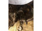 Adopt Kylo a Black - with White Australian Cattle Dog / Border Collie / Mixed