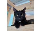 Adopt Abby a Black (Mostly) American Shorthair (short coat) cat in Lakeland