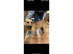 Adopt Blue a Brown/Chocolate - with Black Bloodhound / Basset Hound / Mixed dog