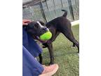 Adopt Gladis a Black - with White Staffordshire Bull Terrier / Mixed dog in Elk