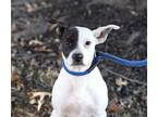 Adopt Jester a White - with Black Rat Terrier / Mixed dog in Harrisburg