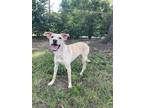 Adopt Vanelly a Tan/Yellow/Fawn Labrador Retriever / Mixed dog in Harrisburg