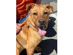 Adopt MINDY a Tan/Yellow/Fawn American Pit Bull Terrier / Mixed Breed (Medium) /