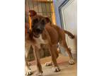Adopt Orion a Tricolor (Tan/Brown & Black & White) Boxer / Labrador Retriever /