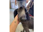 Adopt McMuffin a Black Poodle (Standard) / Mixed Breed (Medium) / Mixed (short