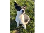 Adopt Caithe a Border Collie / Mixed Breed (Medium) / Mixed dog in Neosho