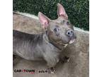 Adopt Moth Man a American Pit Bull Terrier / Mixed dog in Lexington